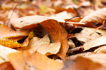 Abstract macro photo of a flower with shallow depth of field. Natural background.