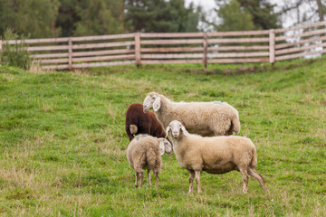 Fototapeta premium flock of sheep in an italian mountain pasture