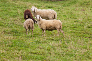 flock of sheep in an italian mountain pasture