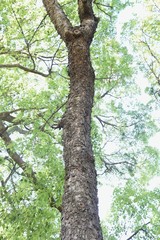 Obraz premium Ulmus parvifolia (Chinese elm) trunk and bark / Ulmaceae deciduous tall tree