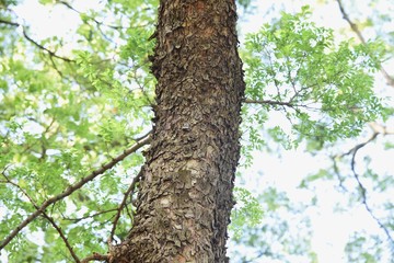 Ulmus parvifolia (Chinese elm) trunk and bark / Ulmaceae deciduous tall tree