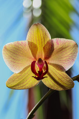 Fototapeta na wymiar Yellow flower of an orchid on the blue green background of the window and palm leaf