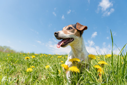 Jack Russell Terrier dog 10 years old sitting in a green spring meadow