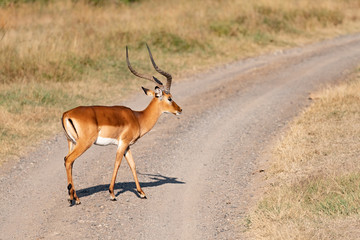 impala crossing a dirt track in the Masai Mara savannah 