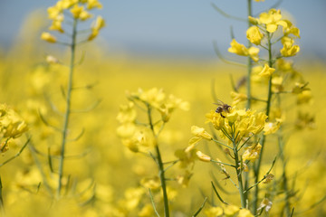 Obraz premium Honneybee collecting nectar on a rape flower