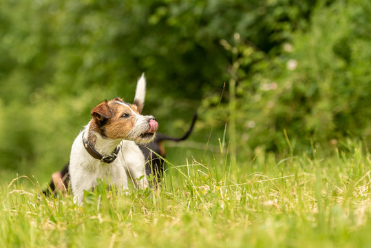 Proud red white coloured Paron Russell Terrier dog and in the background a black Manchester Terrier doggy in great harmony of green background