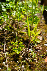 Parsley sprout on moss in the morning in spring