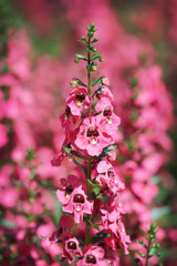Pink  snap dragon  blooming in garden outdoor background