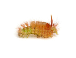 Macro of butterfly larva