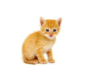 Red kitten isolated on a white