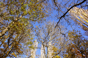 Trees seen from below with blue sky on a nice day