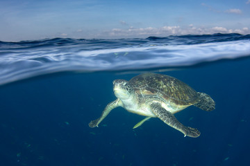 Green Sea Turtle half and half split photo