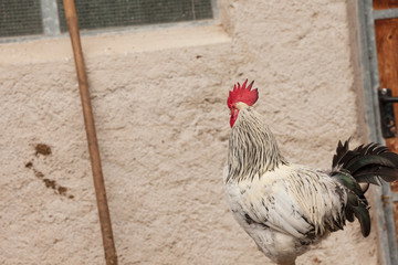 rooster outside a farm
