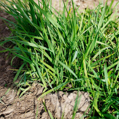 Beautiful green spring grass. Green grass background.
