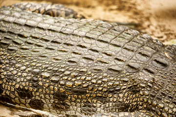 Details of a Crocodile 