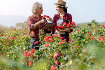 Senior Asian Farmers Holding Tablet and Talking with asian Young Woman in Rose Field.