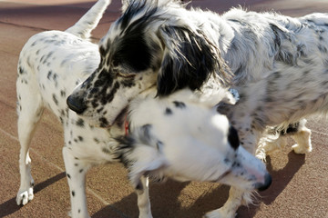 Two dogs playing in the park