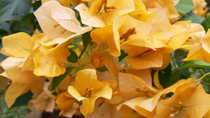 Beautiful Blooming Yellow Bougainvillea Flowers Background
