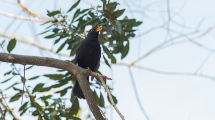 Fototapeta premium portrait of a blackbird looking into the camera, Blackbird that stopped to be photographed, with black feathers and orange beak and interesting look