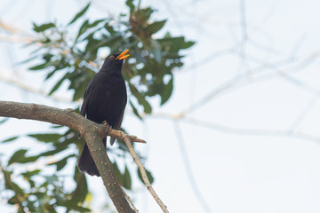 portrait of a blackbird looking into the camera, Blackbird that stopped to be photographed, with black feathers and orange beak and interesting look