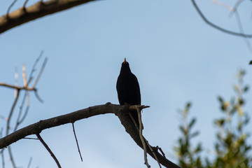 portrait of a blackbird looking into the camera, Blackbird that stopped to be photographed, with black feathers and orange beak and interesting look
