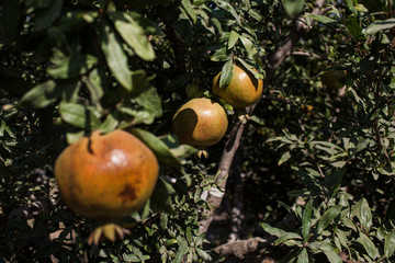 Close up of Pomegranates on a tree.