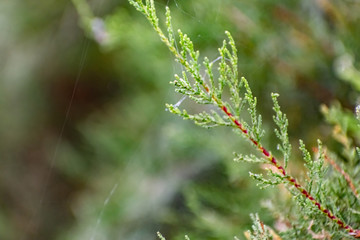 Twigs of thuja, a coniferous shrub, close-up on a blurred green background in sunlight with a yellow tinge on the side