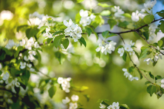photo of a blossoming apple tree with white flowers on a green bokeh background
