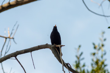portrait of a blackbird looking into the camera, Blackbird that stopped to be photographed, with black feathers and orange beak and interesting look