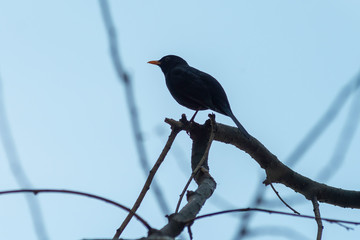 portrait of a blackbird looking into the camera, Blackbird that stopped to be photographed, with black feathers and orange beak and interesting look
