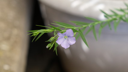 Fleur de lin violette