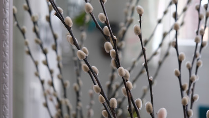 tiges de chaton doux