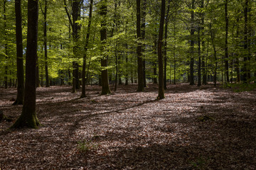 Spring in the forest. Schoonloo Drenthe Netherlands. Woods. Trees.