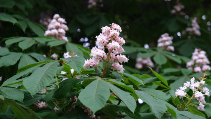 fleur de marronnier à Paris au printemps 