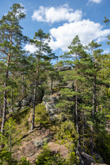 Fototapeta na wymiar Pinus sylvestris im Gebiet der Meura-Steine bei Meura im Naturpark Thüringer Schiefergebirge