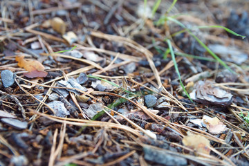 Thicket summer ground in forest covered with needles. Pine cones, twigs and needles on ground. Woodland ecosystem.