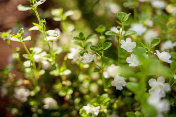 Obraz premium White flowers on a green background in the summer garden