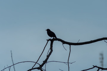 portrait of a blackbird looking into the camera, Blackbird that stopped to be photographed, with black feathers and orange beak and interesting look