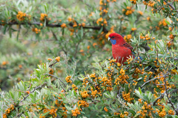 Wild Crimson Rosella eating berries from a tree in a backyard