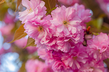 Beautiful lush flowering sakura tree. Pink fluffy flowers.