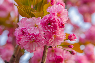 Beautiful lush flowering sakura tree. Pink fluffy flowers.