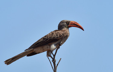 Wildlife photo of an Bradfield's Hornbill - Lophoceros bradfieldi