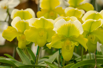 Beautiful paphiopedilum orchid flowers in garden.