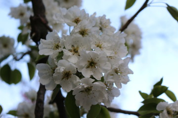 Fototapeta premium Delicate white flowers bloomed from buds on a pear in spring