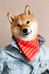 Сute smiling puppy dog shiba inu wearing jeans jacket and bandana on pink background