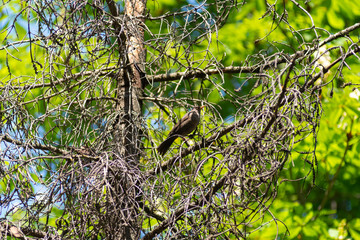 portrait of a blackbird looking into the camera, Blackbird that stopped to be photographed, with black feathers and orange beak and interesting look