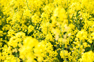 Yellow flower of Rape on  field on spring hot day. Usual rural England landscape in Yorkshire