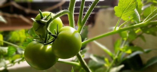 Fresh green tomatoes at home 