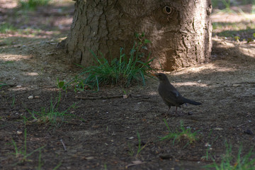 portrait of a blackbird looking into the camera, Blackbird that stopped to be photographed, with black feathers and orange beak and interesting look