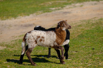 Dutch Heath sheep. a white brown lamb is happily jumping on a sunny morning in the grass, small horns. Sheeps in background. Friesland, the Neherlands